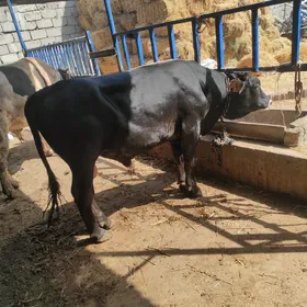 Ökuz bakyda