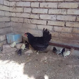 kurk towuk juyjesi bilen