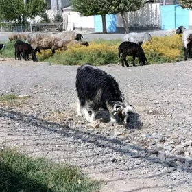 Çewiş