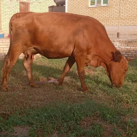 goleli sygyr