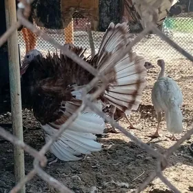 owgam induk