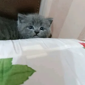 котенок британец
