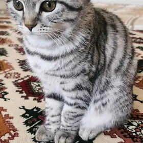 Pisik кошка
