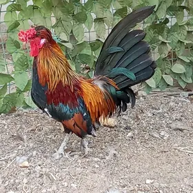 karlık horaz