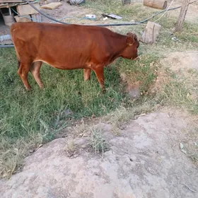 Göle