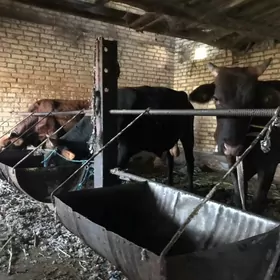 самиз окузлар