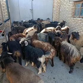 Goyun guzyGeci çebiş Satylyar