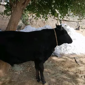 Öküz