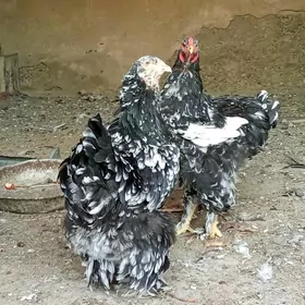 брама мрамр