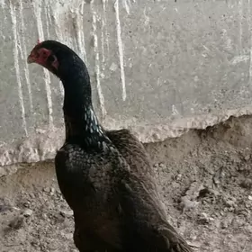 Баец маки