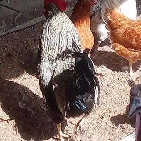 türkmen towuk horaz