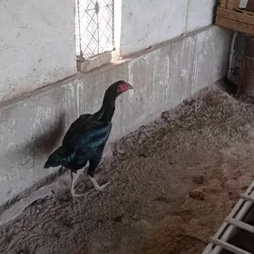 Баец макиБаец маки