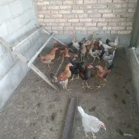 товк