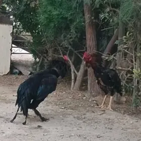 taskent baysok horaz