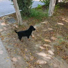Awçarka