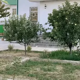 Taze Zaman Kotej 1 tapgyr