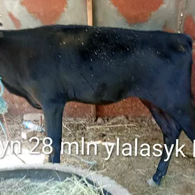 unajyn I öküzçe