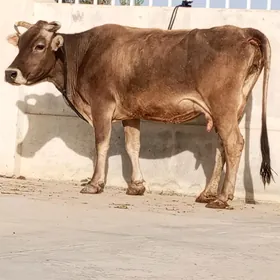 ŞWES SAGYLÝAN SYGYR