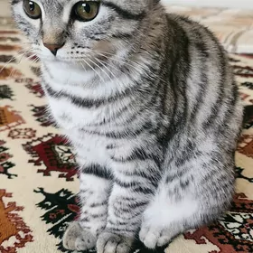Mugt pisik paroda кошка