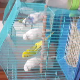wolnisty papugay