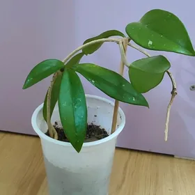 gul Hoya