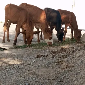 ÖKÜZLER WE TÜWELER