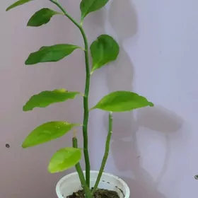gul pedilantus