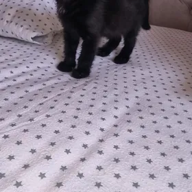 Котёнок