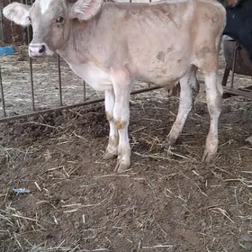gibirt öküzçe