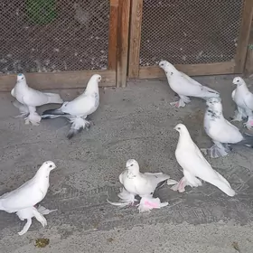 KEPDERI