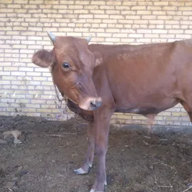 окузче