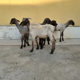 Tokli
