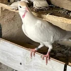 kepderi