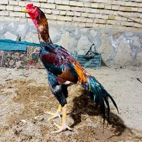 horaz
