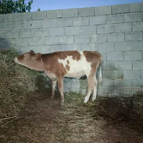 tüwe