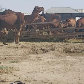 Düye