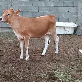 Şiwet tuwe.