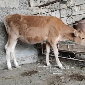 Tüwe
