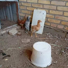 товук джужелер