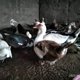 satlyk indutga ördekler
