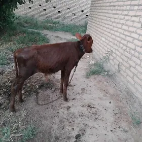 öküzçe