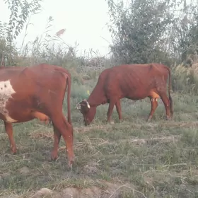 Saglyk sygyrlar.
