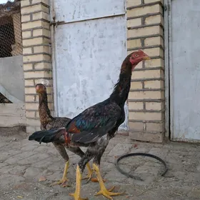 satlyk baýeslar