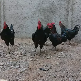 Jersgi gigant horaz