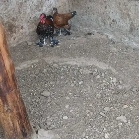 karlik 1 para