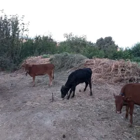 unajynlar