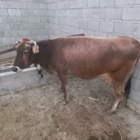 sygyr