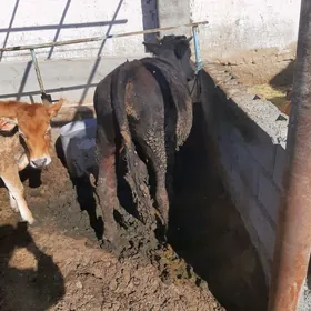 окиз