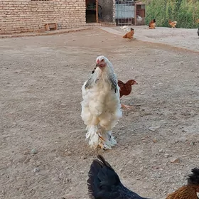 brama horaz