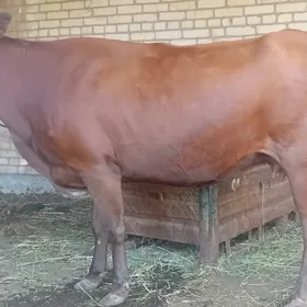 Ýetik bogaz.